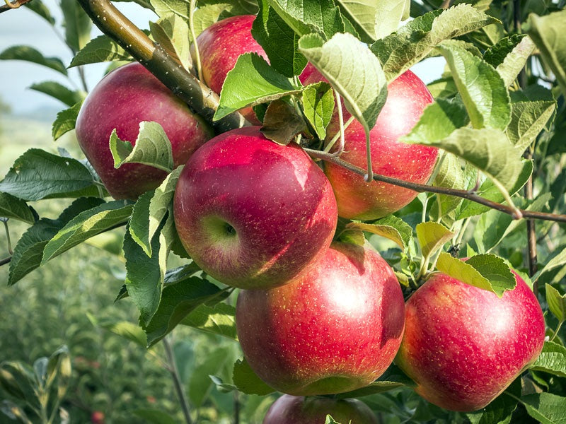 Online Orchards 3 ft. Red Delicious Apple Tree with Deep Ruby Red Fruit Best for Fresh Eating