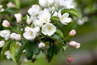 Dolgo Crabapple Tree - Best crabapple for jelly and baking! (2 years old and 3-4 feet tall.)