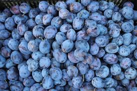 Italian Plum Tree - Cold hardy, heavy producing and everbearing! (2 years old and 3-4 feet tall.)