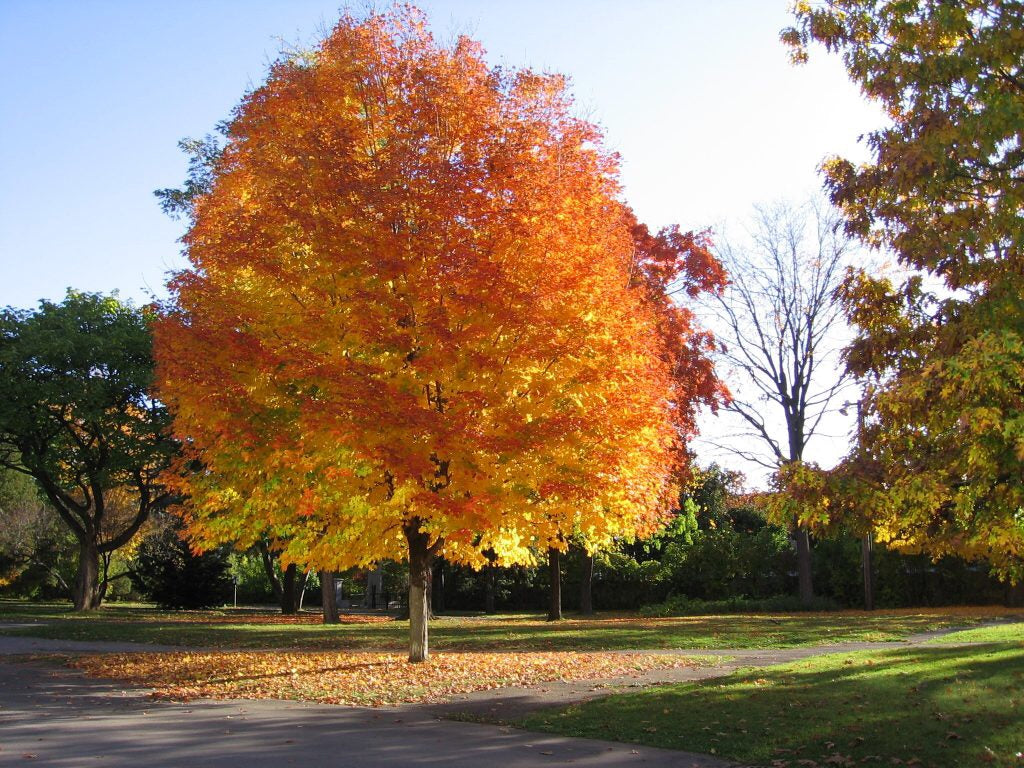 Norway Maple Tree - Very cold hardy maple tree and among the fastest g ...