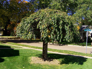 Double Pink Weeping Cherry Blossom Tree - Bright pink blossoms cascade down like a cherry blossom waterfall.  (2 years old and 4 feet tall.)