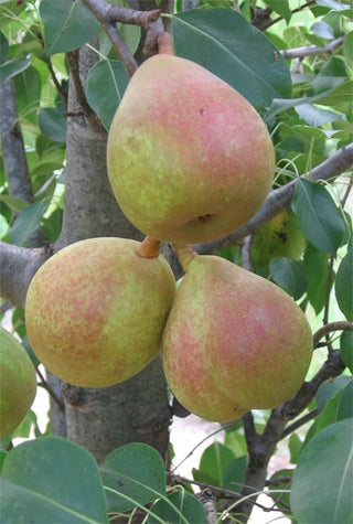 Dwarf Seckel Sugar Pear Tree - Smallest sweet pear grown today, perfectly snack-sized! (2 years old and 3-4 feet tall.)