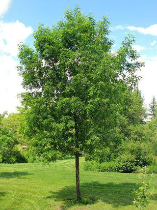 American White Ash Tree - An endangered and beautiful native tree. 2 years old and 3-4 feet tall!