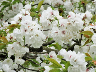 Mt. Fuji Flowering Cherry Tree - Large and graceful pure white cherry blossoms. (2 years old and 3-4 feet tall.)