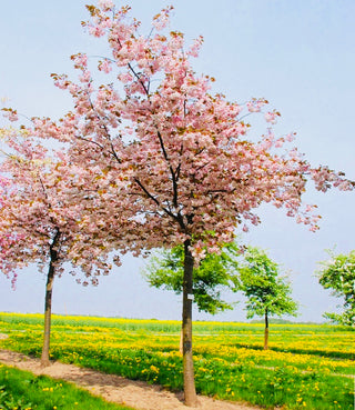 Shirofugen Cherry Blossom Tree - Bright pink, fragrant, and double-blossoming cherry tree! (2 years old and 3-4 feet tall.)
