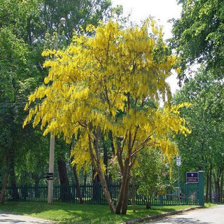 Golden Chain Tree - Weeping yellow blossoms measure over one foot long! (2 years old and 3-4 feet tall.)