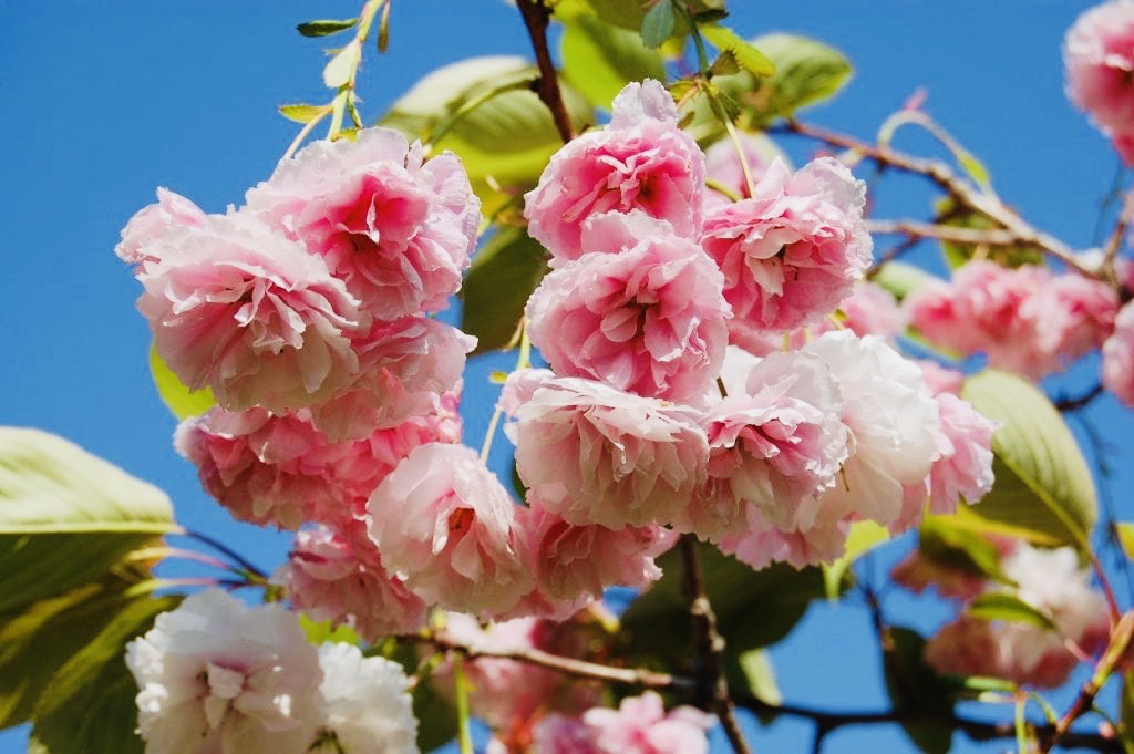 Shirofugen Cherry Blossom Tree Bright pink, fragrant, and double