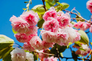 Shirofugen Cherry Blossom Tree - Bright pink, fragrant, and double-blossoming cherry tree! (2 years old and 3-4 feet tall.)