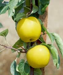 Golden Sentinel Limbless Apple Tree - Grows double the fruit of a regular apple tree in half the time! (2 years old and 2-3 feet tall.)