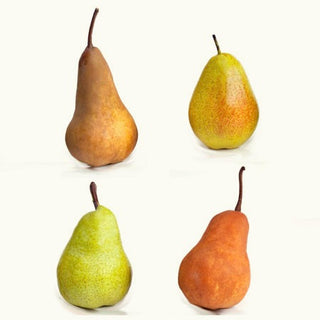 4-in-1 Pear Jubilee Tree - Different pear varieties grow on each limb! (2 years old and 3-4 feet tall.)