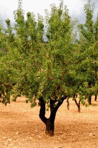 Halls Hardy Almond Tree - Cold tolerant almond tree! (2 years old and 3-4 feet tall)
