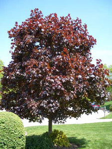 Crimson King Maple Tree - Dark purple foliage that glows in the sun! (2 years old and 3-4 feet tall.)
