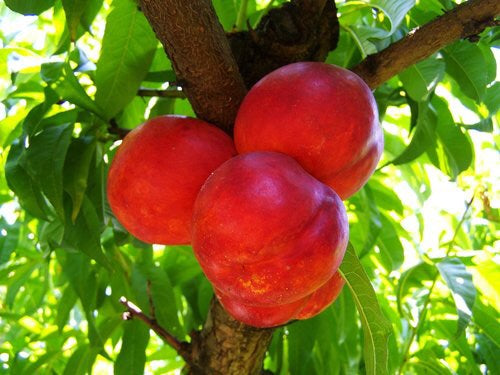 Independence Nectarine Tree - Cold hardy, incredibly flavorful, timeless. (2 years old and 3-4 feet tall)