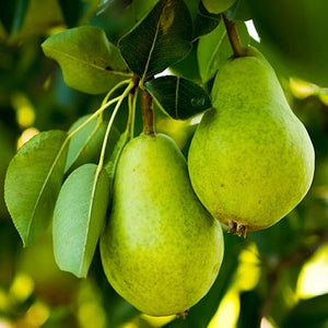 Dwarf D’Anjou Pear Tree - Citrusy flavor and aroma make D’Anjou famous worldwide! (2 years old and 3-4 feet tall.)