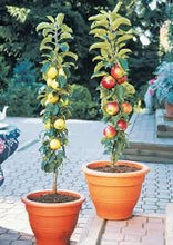 Golden Sentinel Limbless Apple Tree - Grows double the fruit of a regular apple tree in half the time! (2 years old and 2-3 feet tall.)