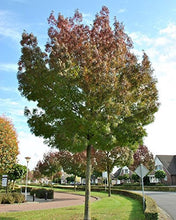Purple Autumn Ash Tree - Deep autumn color, minimal leaf raking. (2 years old and 3-4 feet tall.)