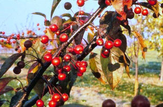 Brandywine Crabapple Tree - Miniature rose flowers! (2 years old and 3-4 feet tall.)