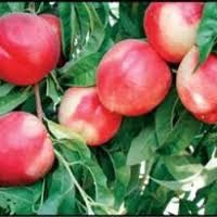 Snow Queen White Nectarine Tree - Aromatic, uniquely flavored, rare color. (2 years old and 3-4 feet tall)
