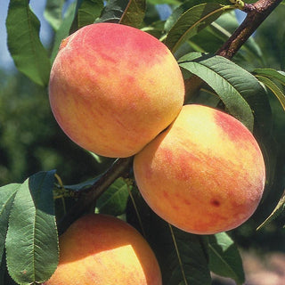 Curlfree Peach Tree - Easiest growing peaches available today! (2 years old and 3-4 feet tall.)