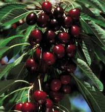 Lapins Cherry Tree - Self pollinating dark-red sweet cherry! (2 years old and 3-4 feet tall)