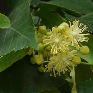 Limewood/Linden Tree - Instant shade and fragrant honeybee-attracting flowers! (2 years old and 3-4 feet tall.)