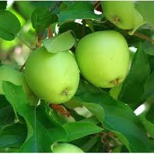 Dwarf Granny Smith Apple Tree -  A true culinary delight for fresh eating, baking, and cooking! (2 years old and 3-4 feet tall.)