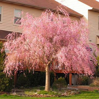 Double Pink Weeping Cherry Blossom Tree - Bright pink blossoms cascade down like a cherry blossom waterfall.  (2 years old and 4 feet tall.)