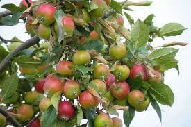 Dwarf Jonagold Apple Tree - An exclusive dessert apple! (2 years old and 3-4 feet tall.)