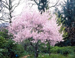 Autumnalis Cherry Blossom Tree - Blooms rose-pink twice a year in spring and autumn! (Bare-Root, 2 years old and 3-4 feet tall)