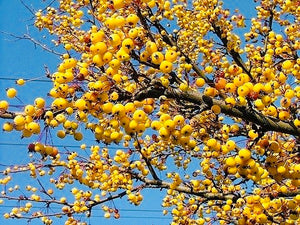 Harvest Gold Crabapple Tree - Golden fruit lights up landscapes well into winter. (2 years old and 3-4 feet tall.)