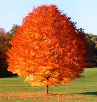 October Glory Maple Tree - Best and brightest Maple for warm climates! (2 years old and 3-4 feet tall.)