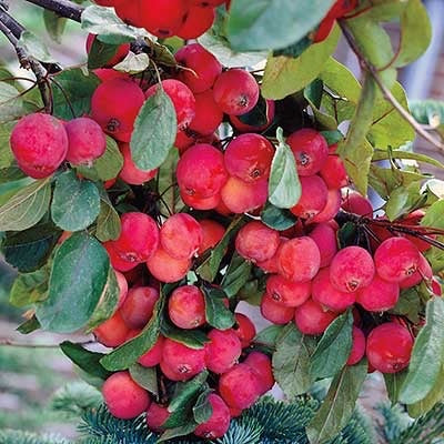 crabapple tree fruit