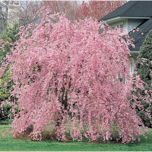 Double Pink Weeping Cherry Blossom Tree - Bright pink blossoms cascade down like a cherry blossom waterfall.  (2 years old and 4 feet tall.)