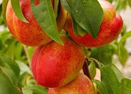 Independence Nectarine Tree - Cold hardy, incredibly flavorful, timeless. (2 years old and 3-4 feet tall)