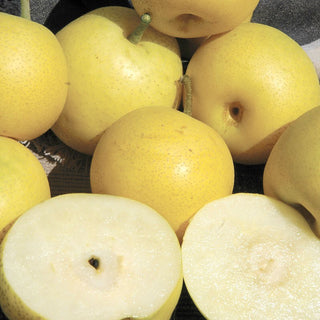 Dwarf Nijisseiki Asian Pear Tree - Sweetest Asian Pear of all! (2 years old and 3-4 feet tall.)