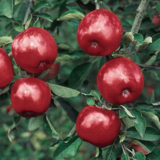 Winesap Apple Tree - Brightly colored, all purpose apple with rich flavor and history!  (Bare-Root, 3-4 feet tall, 2 years old)