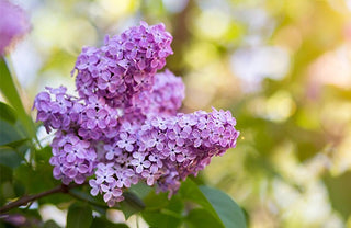 Royal Purple Lilac Flowering Shrub - Highly fragrant, large colorful blossoms, grows to fit available space. (2 years old, 2-3 foot shrub.)