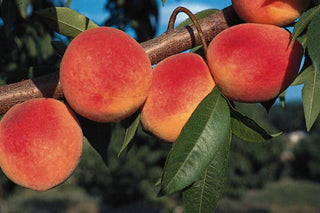 Red Haven Peach Tree - Grow a Dessert Peach and its remarkable flavor! (2 years old and 3-4 feet tall.)