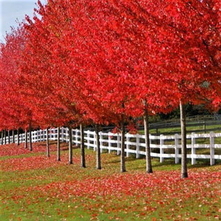 Autumn Blaze Maple - Brightest red of any tree in the fall! (2 years old, 3 to 4 feet tall.)