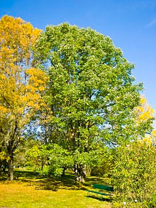 American White Ash Tree - An endangered and beautiful native tree. 2 years old and 3-4 feet tall!