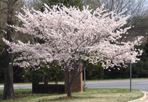 Yoshino Flowering Cherry - Almond scented, pinkish white, fragrant blossoms. (2 years old and 3-4 feet tall.)