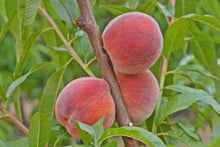 Dwarf Frost Peach Tree - Most cold hardy peach tree! (2 years old and 3-4 feet tall.)