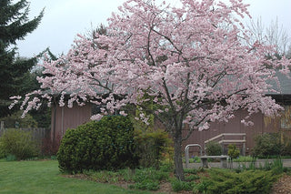 Accolade Cherry Blossom Tree - Translucent seashell shaped blossoms. (2 years old and 3-4 feet tall.)