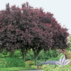 Thundercloud Flowering Plum Tree - Highly fragrant flowers and dark purple leaves! (2 years old and 3-4 feet tall.)