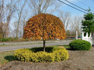 Snow Fountain Weeping Cherry Tree - Pure white blossoms flow like a fountain! (2 years old and 4 feet tall.)