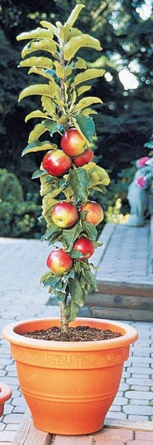 North Pole Limbless Apple Tree - Grows double the fruit of a regular apple tree in half the time! (2 years old and 3-4 feet tall.)