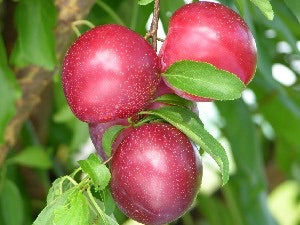 Santa Rosa Plum Tree - Exceptionally flavored candied plums! (2 years old and 3-4 feet tall.)