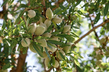 Halls Hardy Almond Tree - Cold tolerant almond tree! (2 years old and 3-4 feet tall)