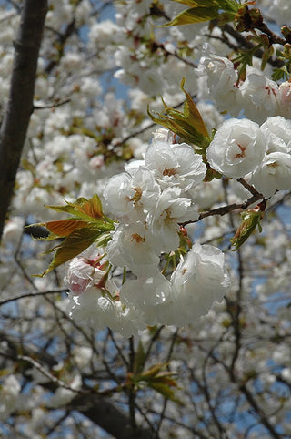 Mt. Fuji Flowering Cherry Tree - Large and graceful pure white cherry blossoms. (2 years old and 3-4 feet tall.)
