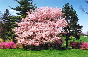 Accolade Cherry Blossom Tree - Translucent seashell shaped blossoms. (2 years old and 3-4 feet tall.)